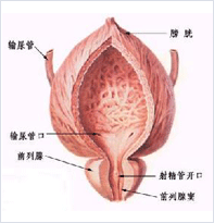 前列腺疾病