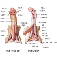生殖手术