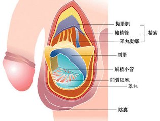 男性勃起硬度的标准